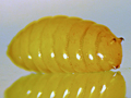 Amauromyza labiatarum pupa